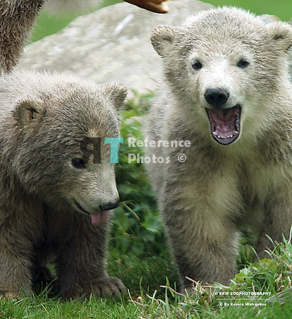 Polar bear cubs