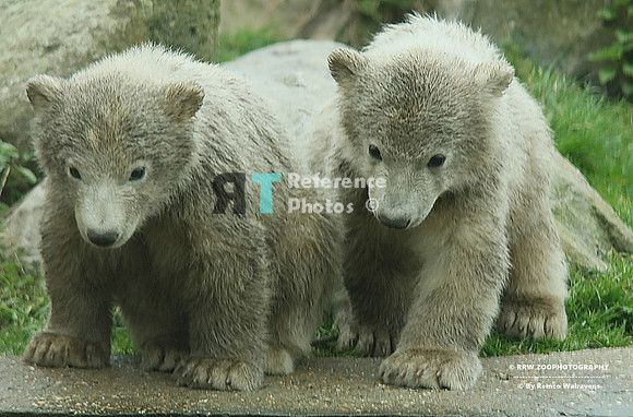 Polar bear cubs