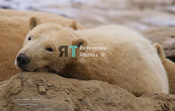 Polar bear