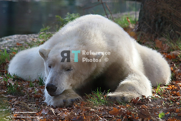 Polar bear