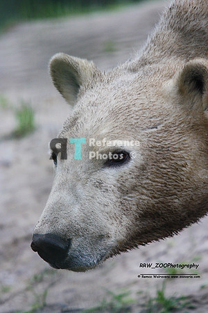 Polar bear