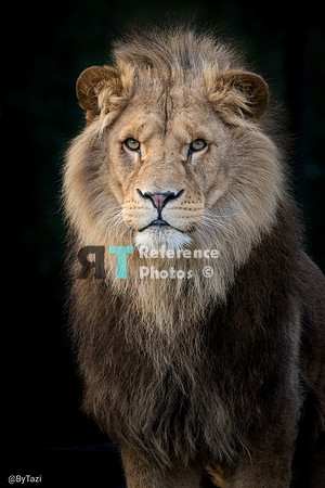 Lion portrait