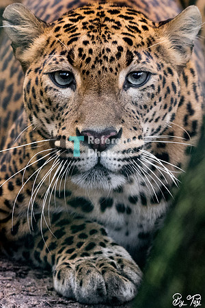 Sri lankan leopard
