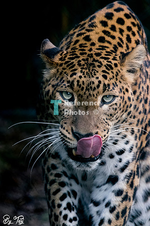 Sri lankan leopard