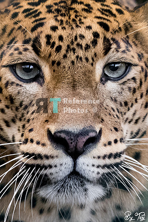 Sri lankan leopard