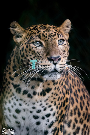 Sri lankan leopard