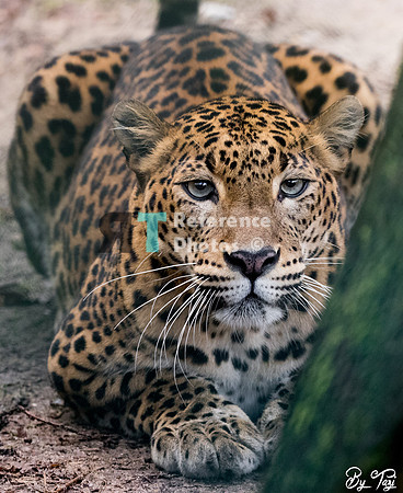 Sri lankan leopard