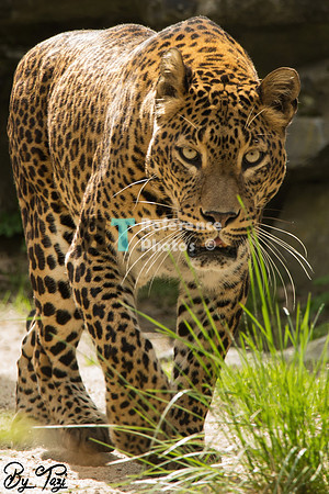 Sri lankan leopard