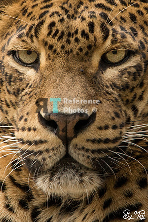 Sri lankan leopard