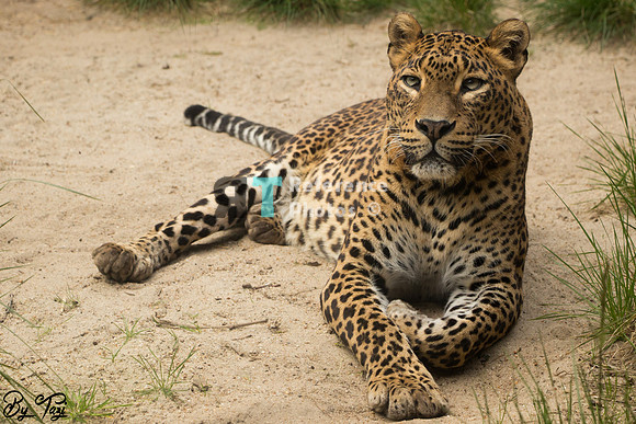 Sri lankan leopard