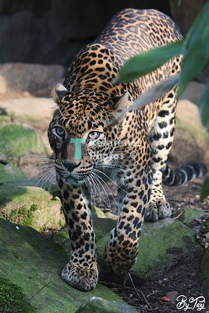 Sri lankan leopard