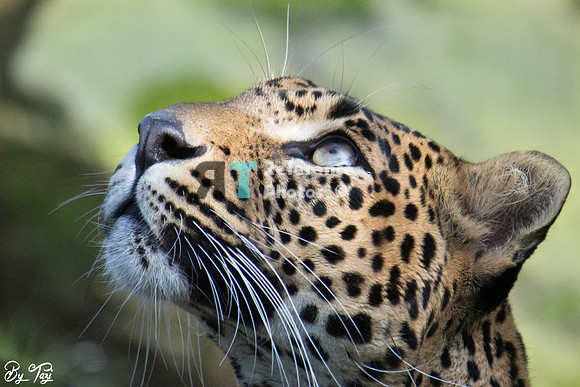 Sri lankan leopard