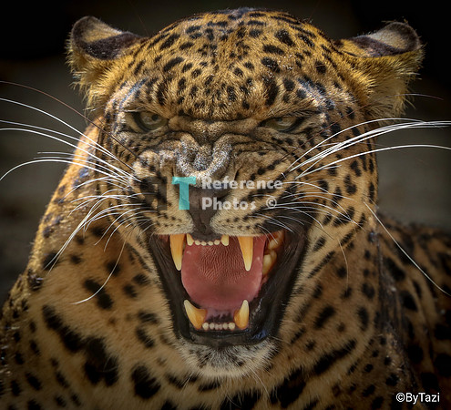 Sri lankan leopard