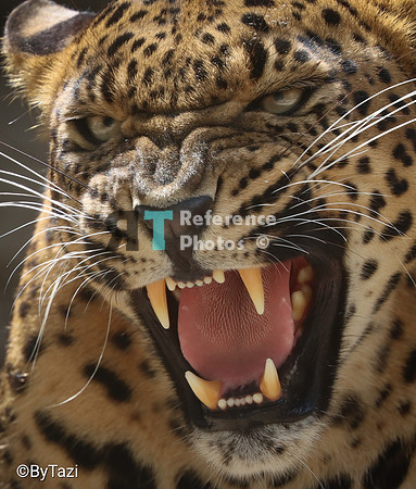 Sri lankan leopard grumpy