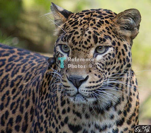 Sri lankan leopard