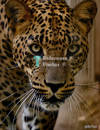 Sri lankan leopard