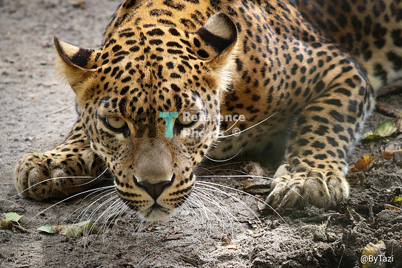 Sri lankan leopard