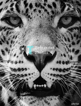 Sri lankan leopard