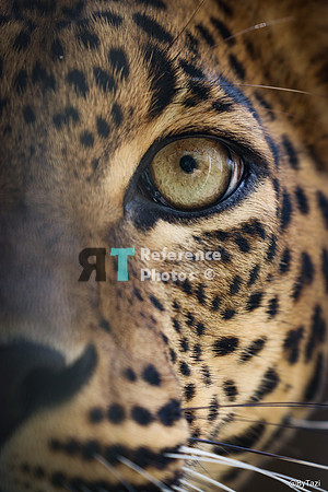 Sri lankan leopard eye