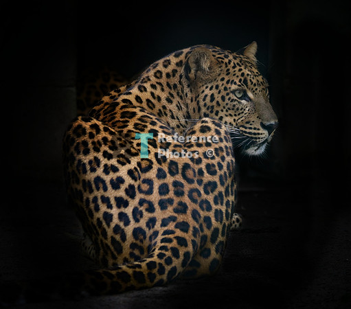 Sri lankan leopard