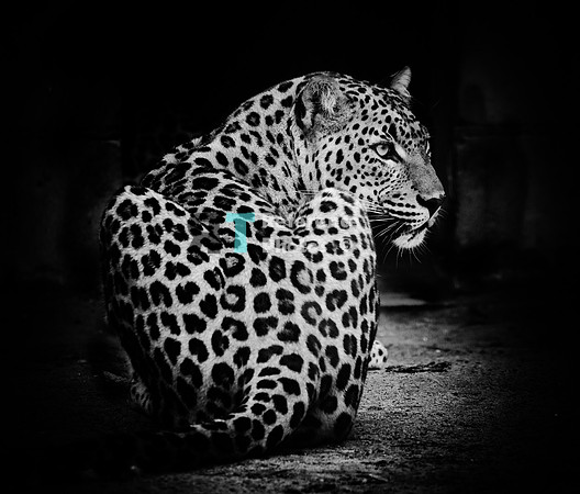 Sri lankan leopard