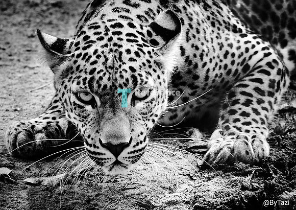 Sri lankan leopard