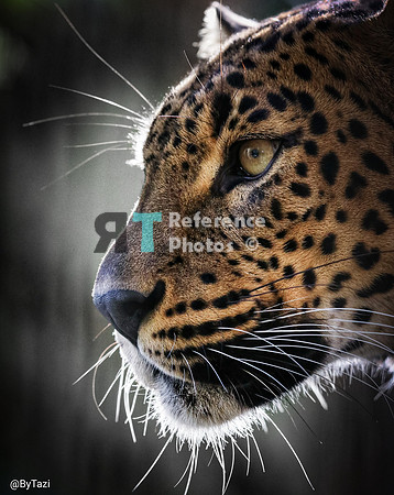 Sri lankan leopard profile