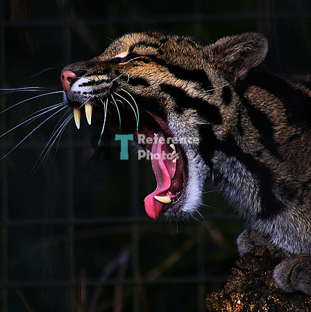 Clouded leopard