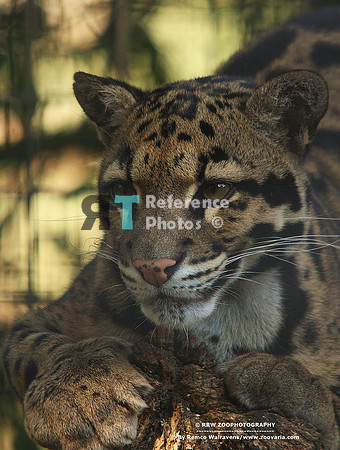 Clouded leopard