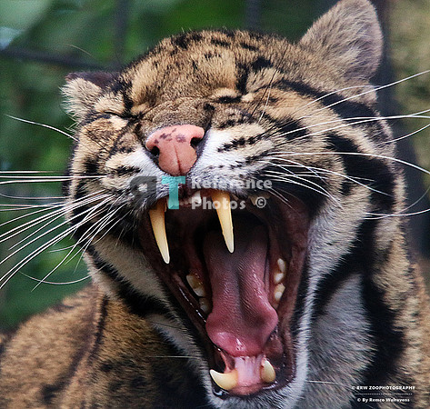 Clouded leopard