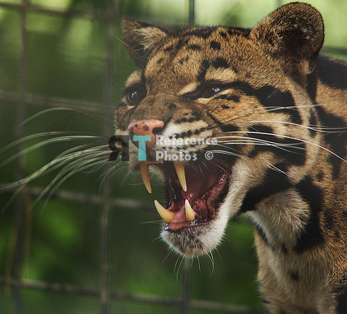 Clouded leopard