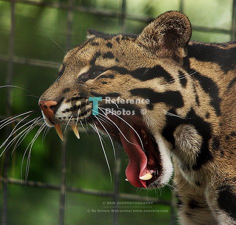 Clouded leopard
