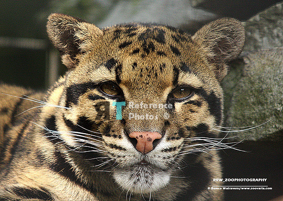 Clouded leopard