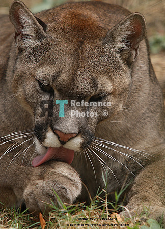 Puma