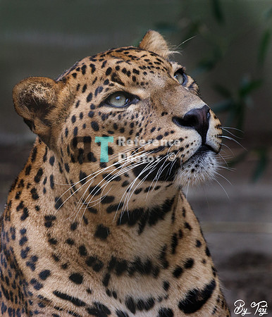 Sri lankan leopard looking up