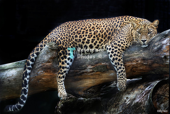 Sri lankan leopard relaxing on tree