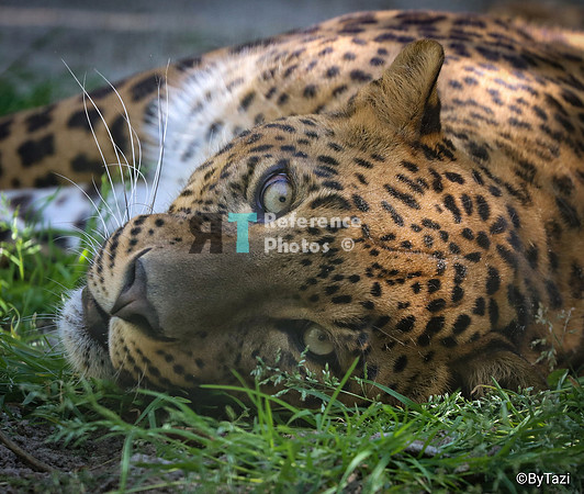 Sri lankan leopard relaxing in grass