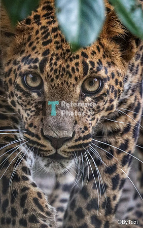Sri lankan leopard