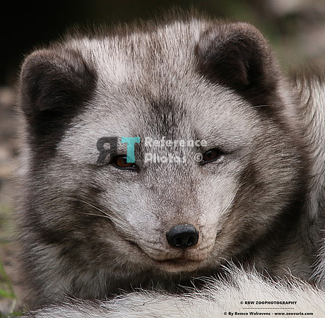 1 artic fox3