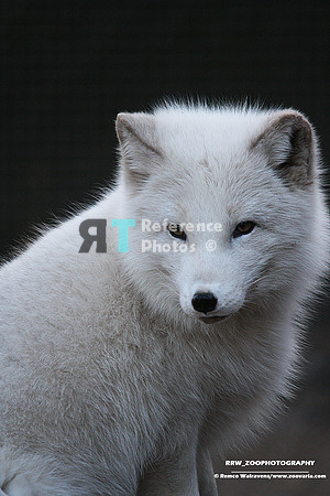1 artic fox