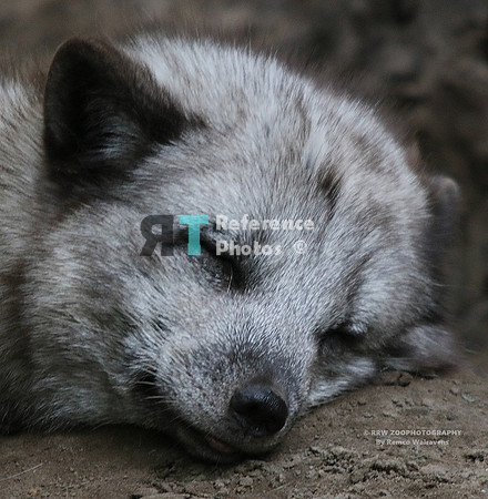 1 artic foxs 1