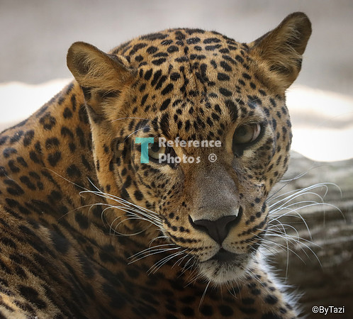 Sri lankan leopard