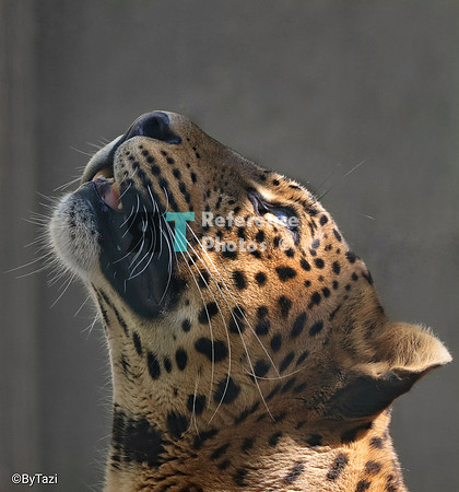 Sri lankan leopard looking up