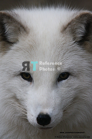 1 artic fox 1