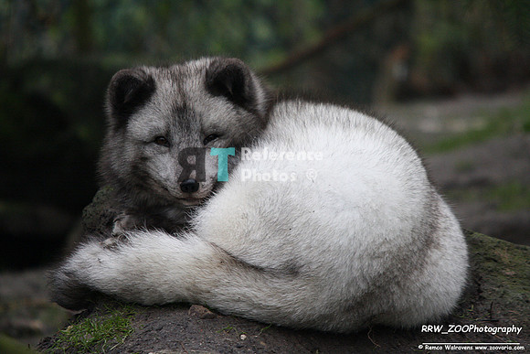 1 artic fox 2