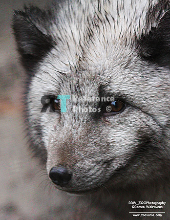 1 artic fox 4