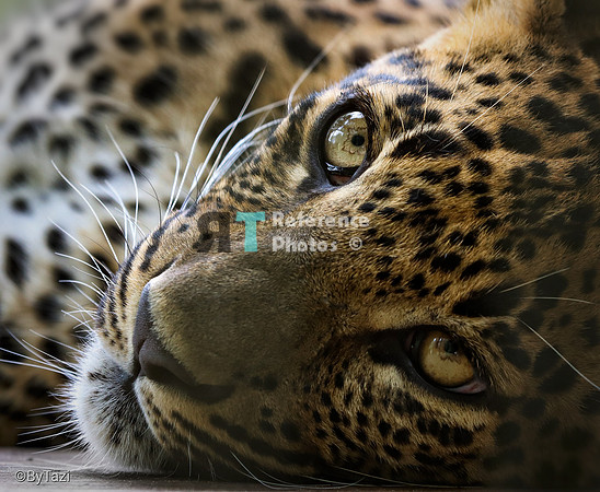 Sri lankan leopard