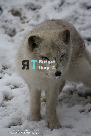 1 artic fox 1