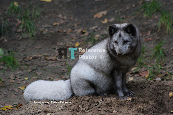 1 artic fox5