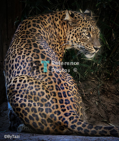 Sri lankan leopard